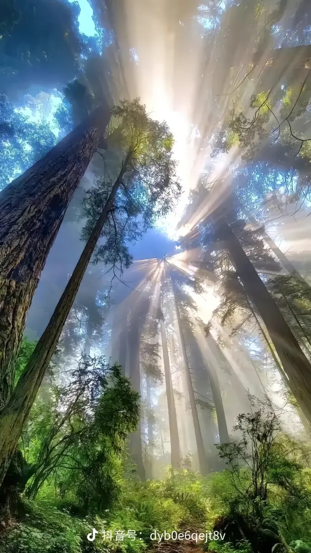 森林阳光光束手机壁纸｜森林背景图片 - 自然风景「哲风壁纸」