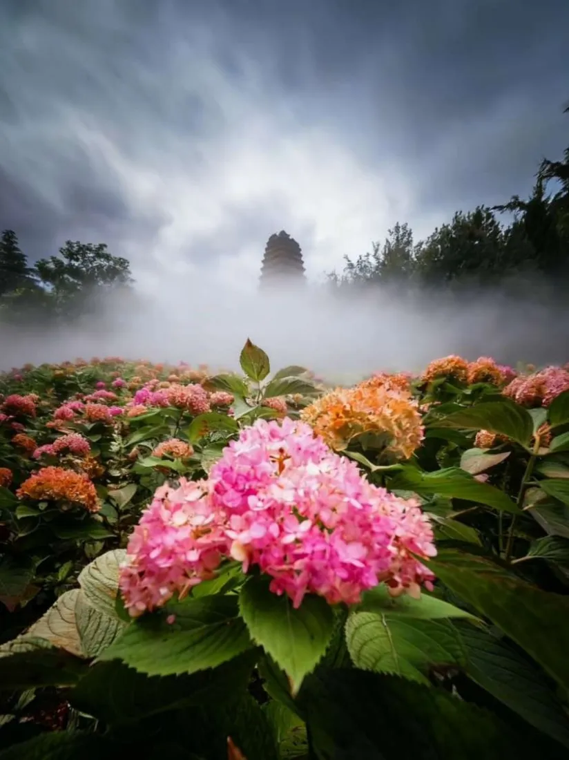 绣球花手机壁纸｜花海背景图 - 阴天绿植自然风景「哲风壁纸」