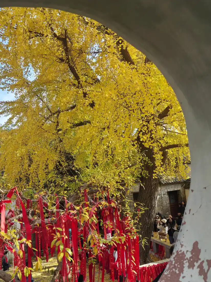 银杏树手机壁纸｜古寺背景图 - 金黄秋景红祈福带「哲风壁纸」