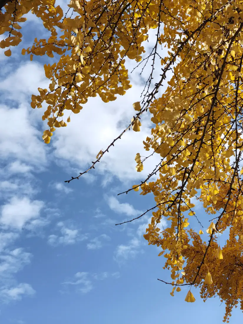 金黄银杏叶手机壁纸｜蓝天秋景背景 - 简约唯美「哲风壁纸」