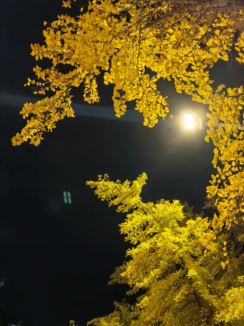 银杏叶手机壁纸｜夜晚背景图片 - 简约暖黄「哲风壁纸」