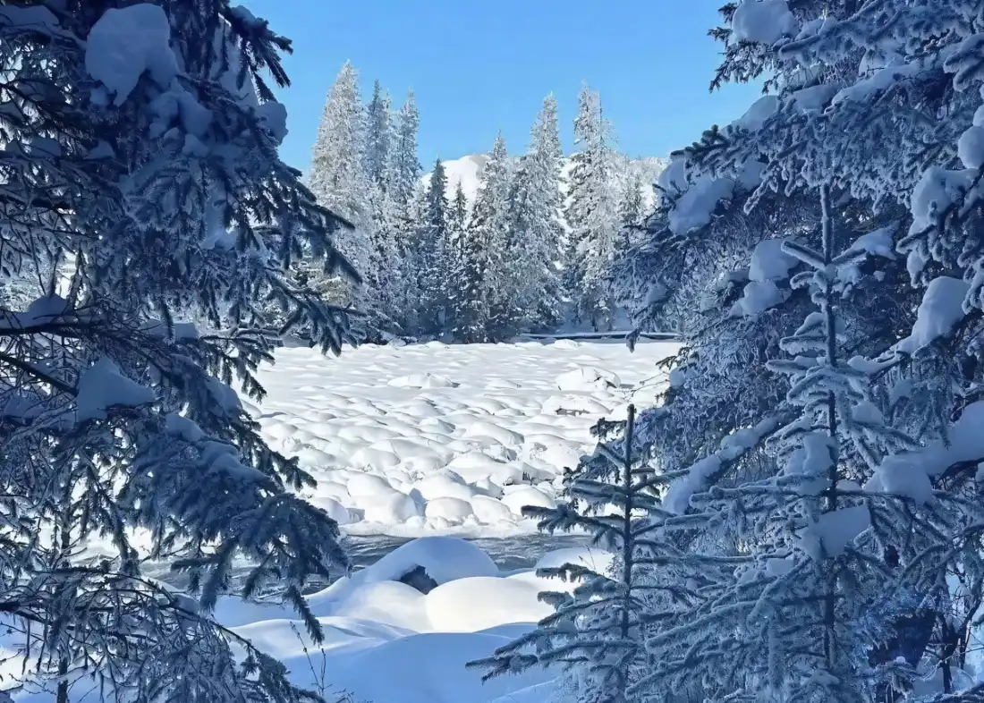 2k雪景松树蓝天壁纸｜雪景背景图片 - 冬季自然风景「哲风壁纸」