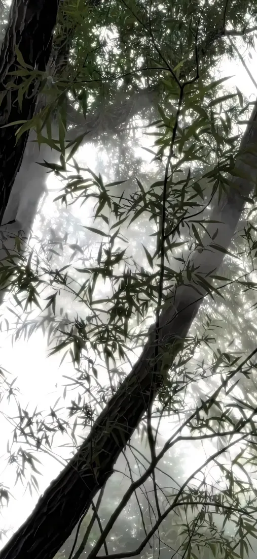 竹林雾气手机壁纸｜自然风景背景图片 - 树干竹子「哲风壁纸」