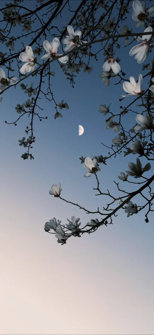 玉兰花手机壁纸｜夜空背景图 - 月亮树枝花卉「哲风壁纸」