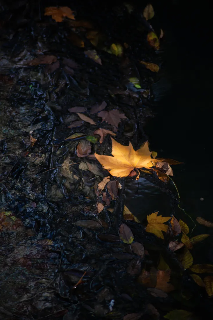 秋天落叶手机壁纸｜水洼背景图片 - 暗色秋景「哲风壁纸」