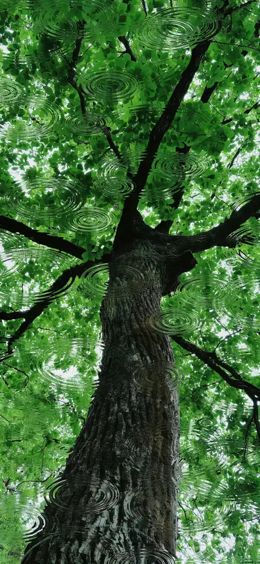 自然风景手机壁纸｜森林背景图片 - 绿色护眼树叶树干「哲风壁纸」