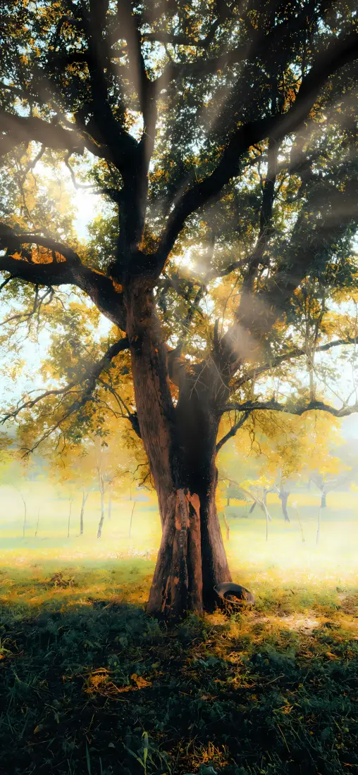 大树折射光影手机壁纸｜自然风景背景图片 - 晨雾草地阳光「哲风壁纸」