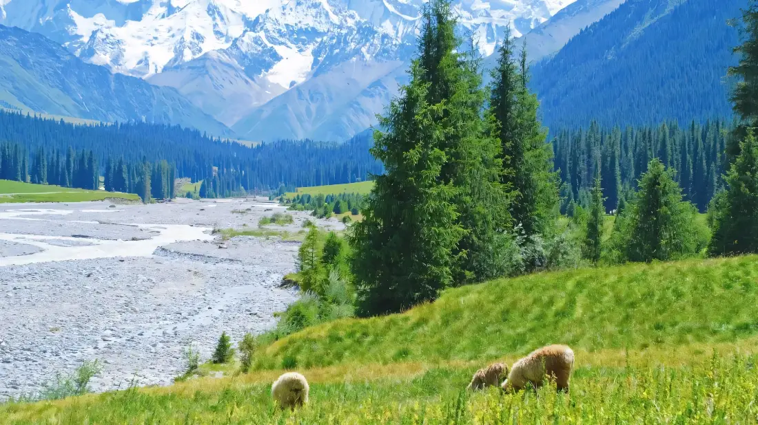 2k自然风景壁纸｜雪山草地背景图片 - 绵羊森林河流「哲风壁纸」
