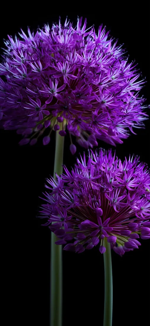 紫色花朵手机壁纸｜黑色背景图片 - 花卉特写「哲风壁纸」