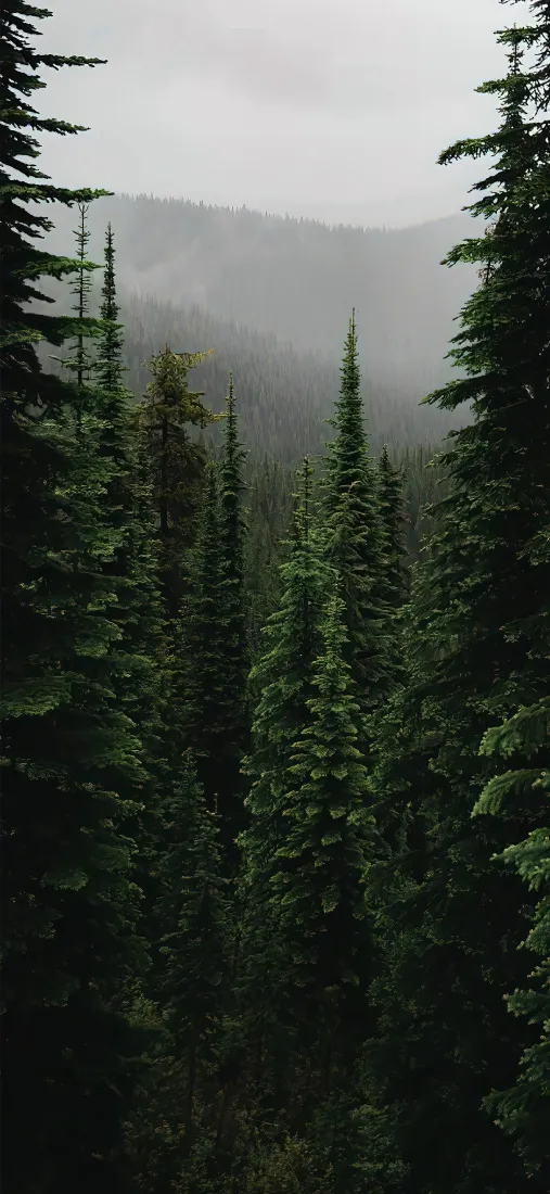 森林手机壁纸｜自然背景图片 - 山林雾气「哲风壁纸」