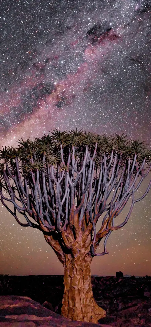 星空手机壁纸｜星空背景图片 - 箭袋树银河夜景「哲风壁纸」