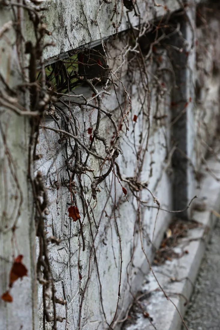 枯藤石墙手机壁纸｜复古背景图片 - 荒凉萧瑟「哲风壁纸」