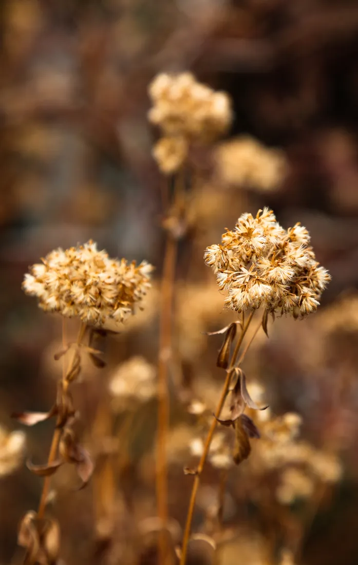 芦苇手机壁纸｜自然风景背景图片 - 秋景枯草植物「哲风壁纸」
