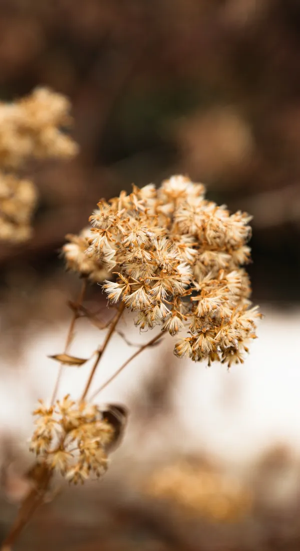 芦苇手机壁纸｜自然风景图片 - 枯草植物背景「哲风壁纸」