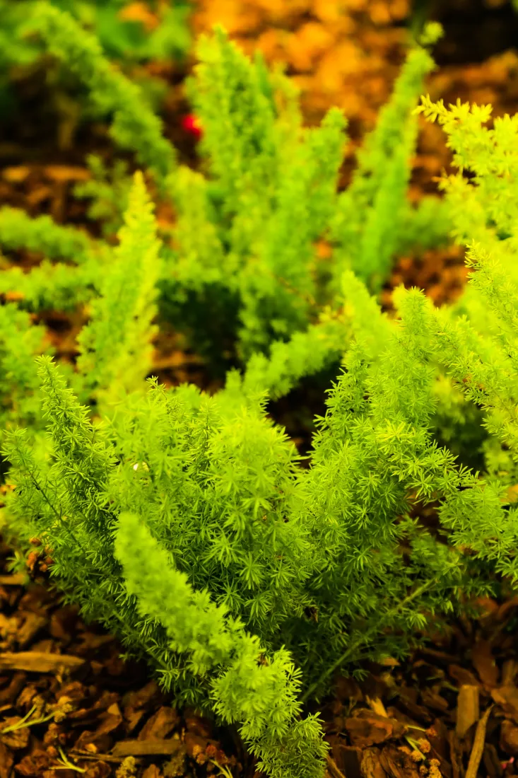 绿植手机壁纸｜自然背景图片 - 蕨类植物土壤「哲风壁纸」