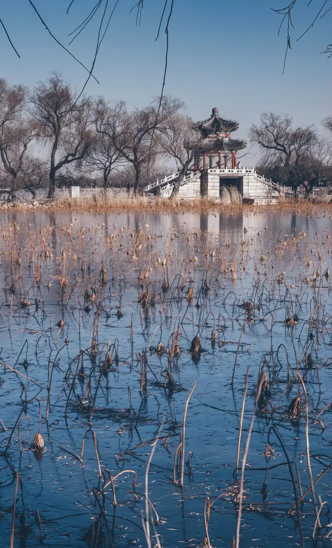 北京古建筑湖泊手机壁纸｜背景图片 - 冬季枯树冰面「哲风壁纸」