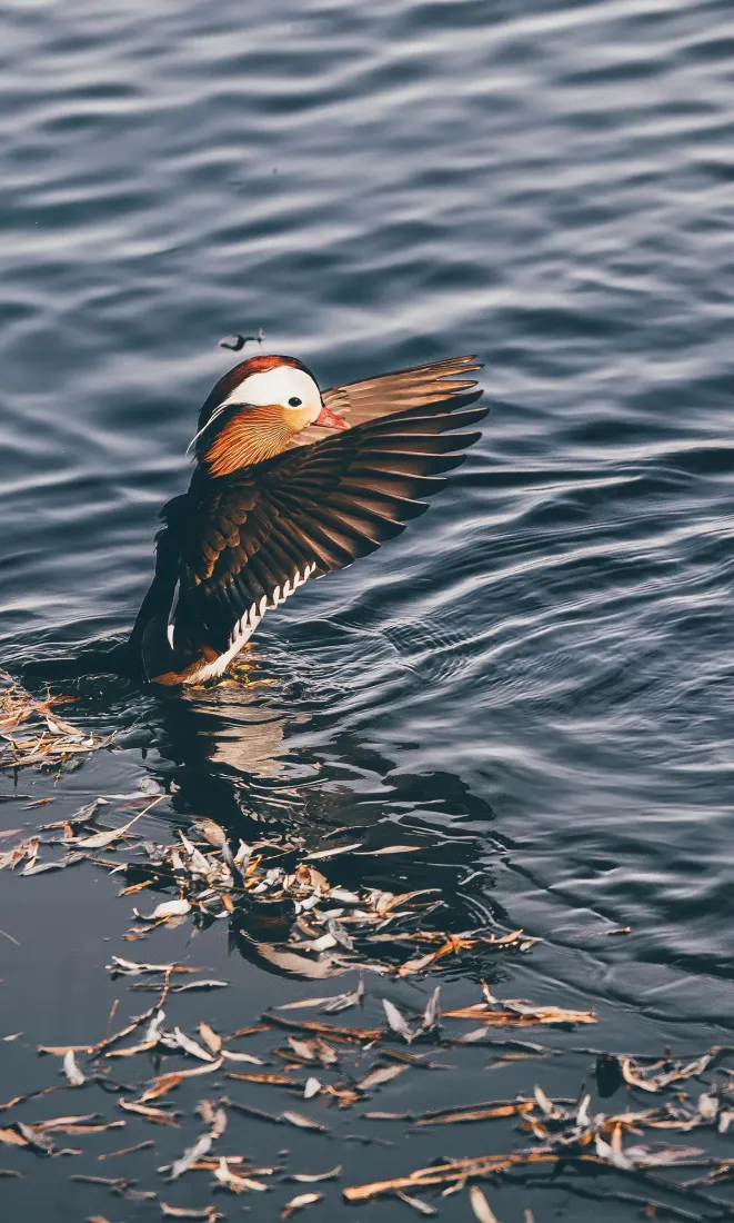 鸳鸯手机壁纸｜水面背景图片 - 自然风景「哲风壁纸」