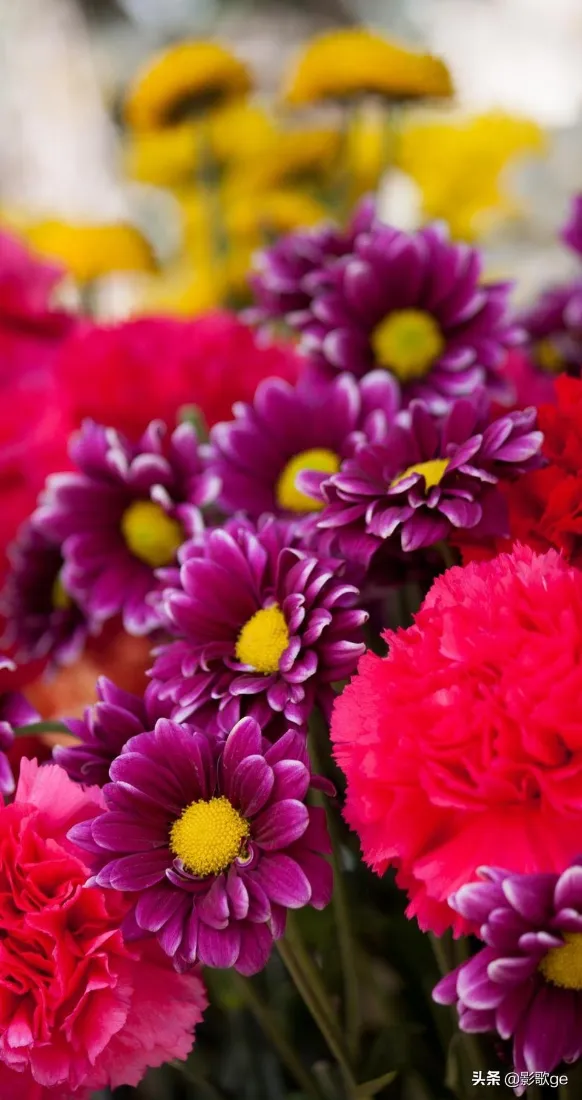 紫色雏菊红色康乃馨手机壁纸｜多彩花卉背景图片 - 黄色花朵「哲风壁纸」