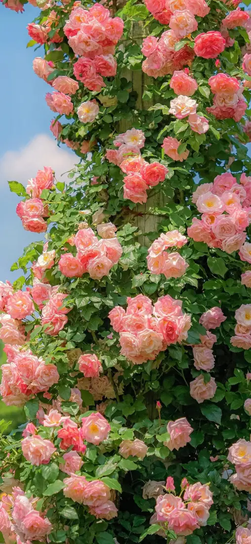 粉色蔷薇花手机壁纸｜自然风景背景图片 - 清新烂漫花卉「哲风壁纸」