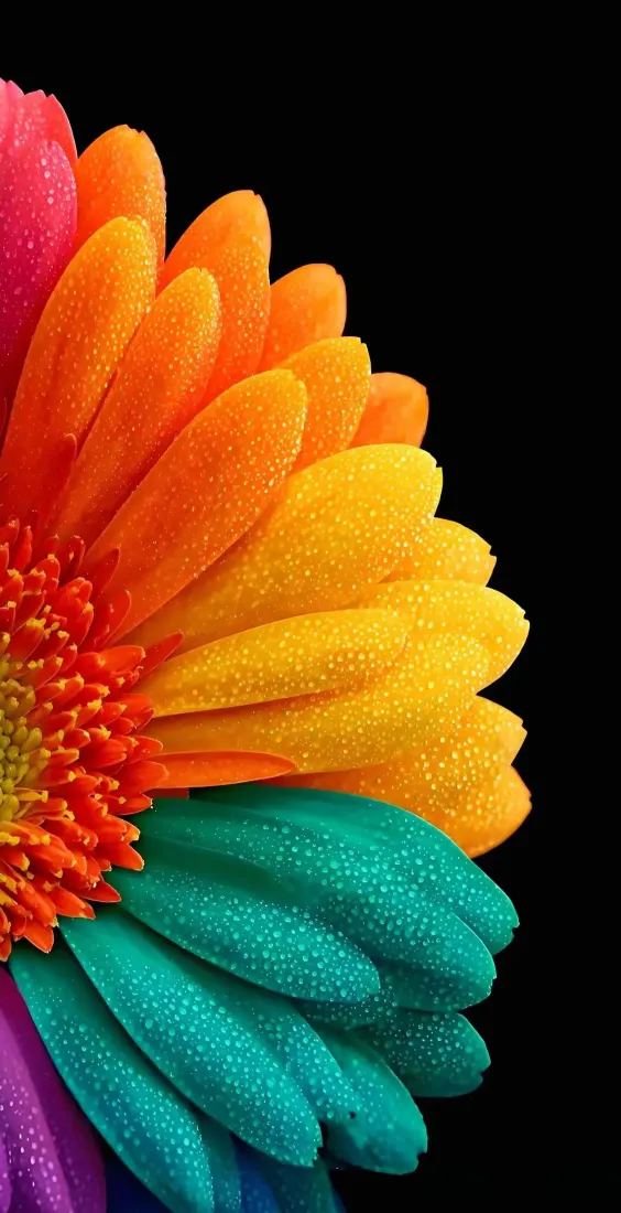 彩虹色花朵手机壁纸｜多色花瓣背景图片 - 水滴黑色背景「哲风壁纸」