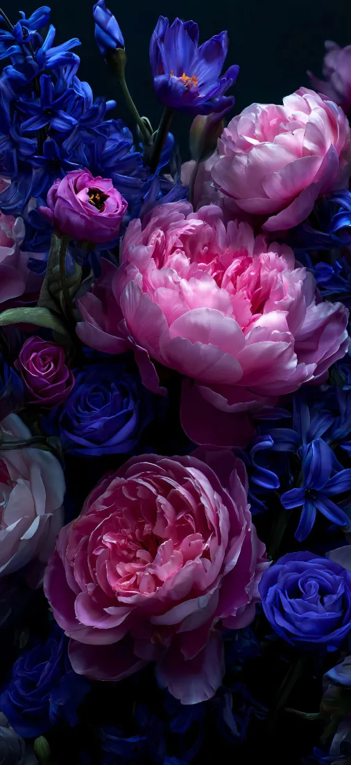 花卉手机壁纸｜自然背景图片 - 粉色牡丹蓝色风信子「哲风壁纸」