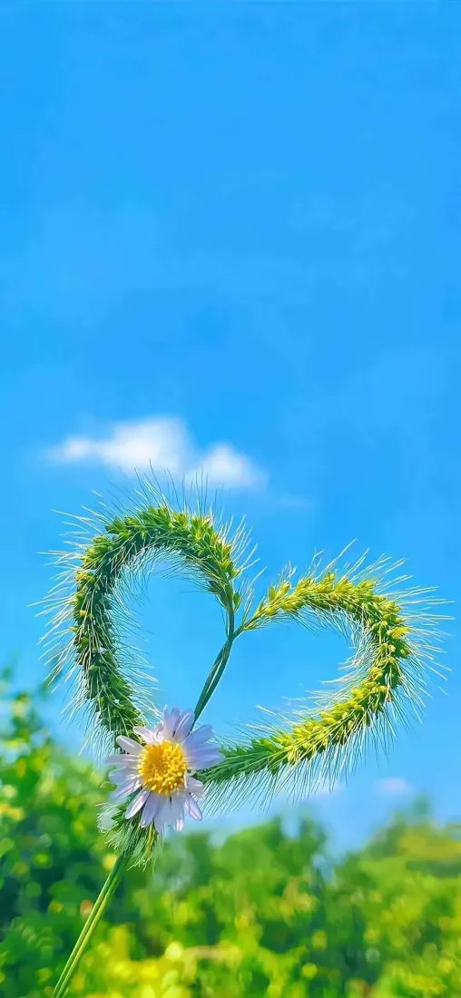 自然风景手机壁纸｜蓝天背景图片 - 心形草雏菊「哲风壁纸」