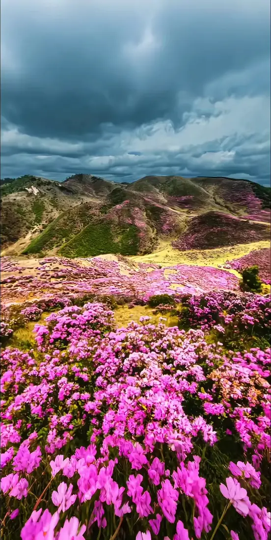 粉色花海手机壁纸｜山峦背景图片 - 自然风景「哲风壁纸」