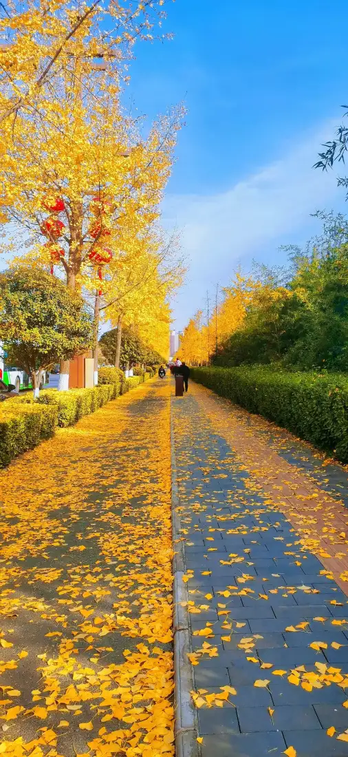 银杏林荫道手机壁纸｜金黄落叶背景图片 - 自然风景「哲风壁纸」