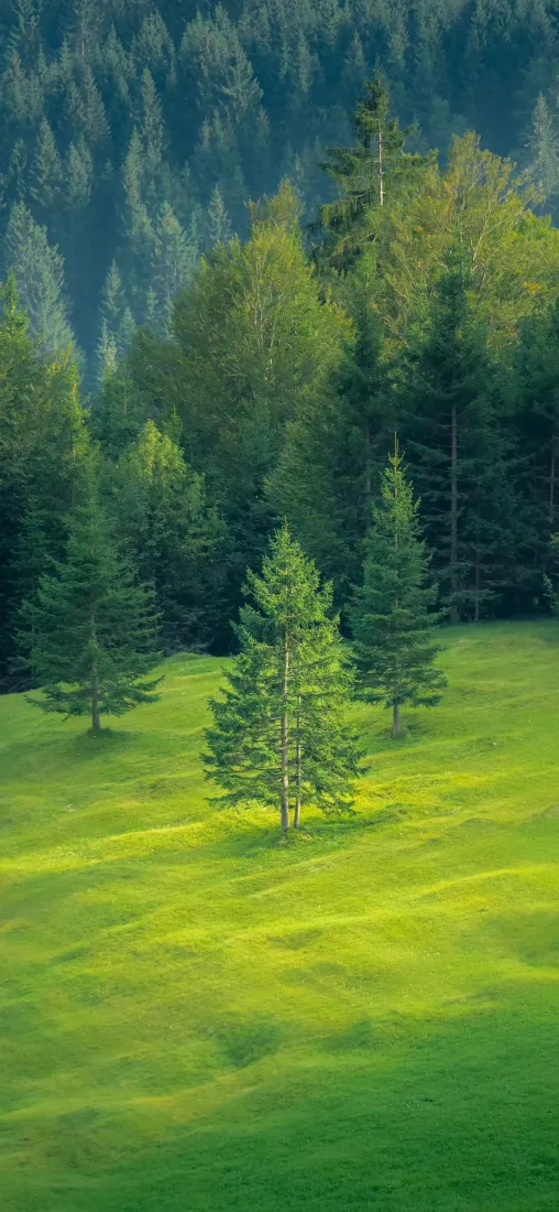 森林草地手机壁纸｜自然风景背景图片 - 绿色原野「哲风壁纸」