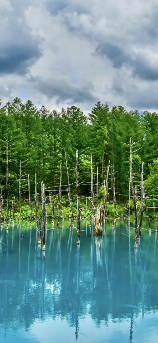 青池手机壁纸｜自然风景背景图片 - 森林湖泊倒影「哲风壁纸」