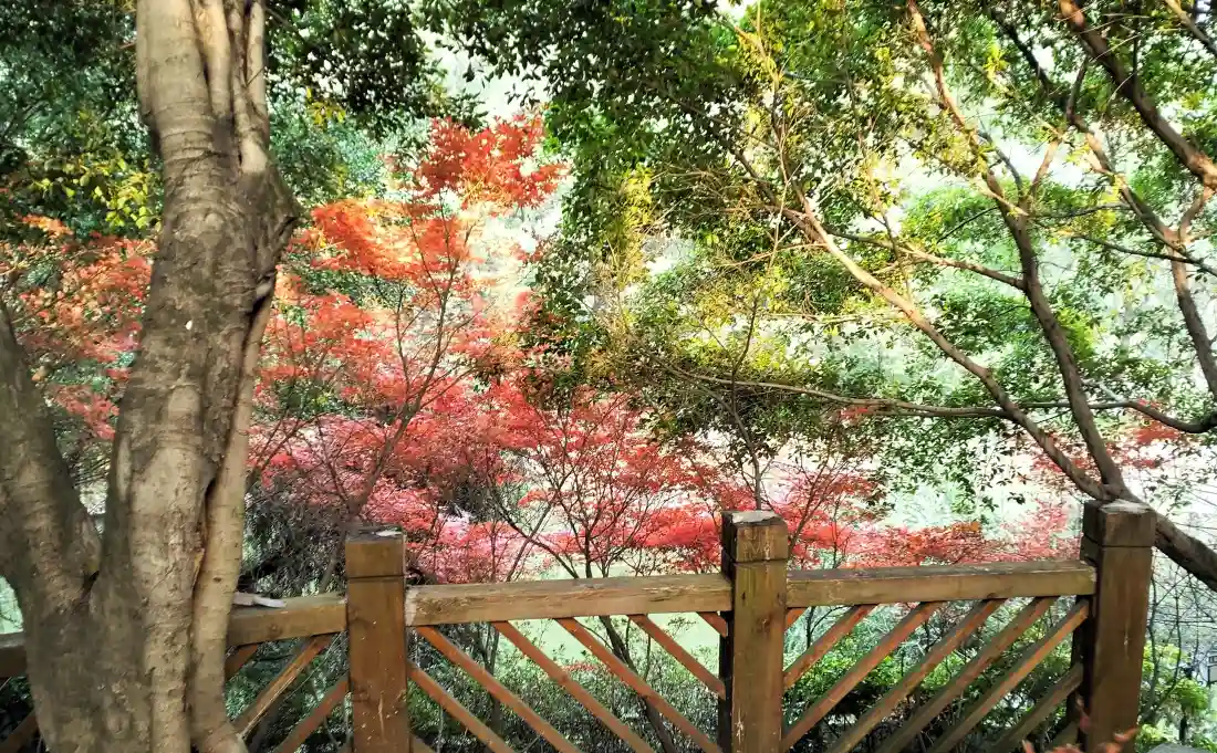 3k秋天红叶壁纸｜自然风景背景图片 - 木栅栏阳光「哲风壁纸」