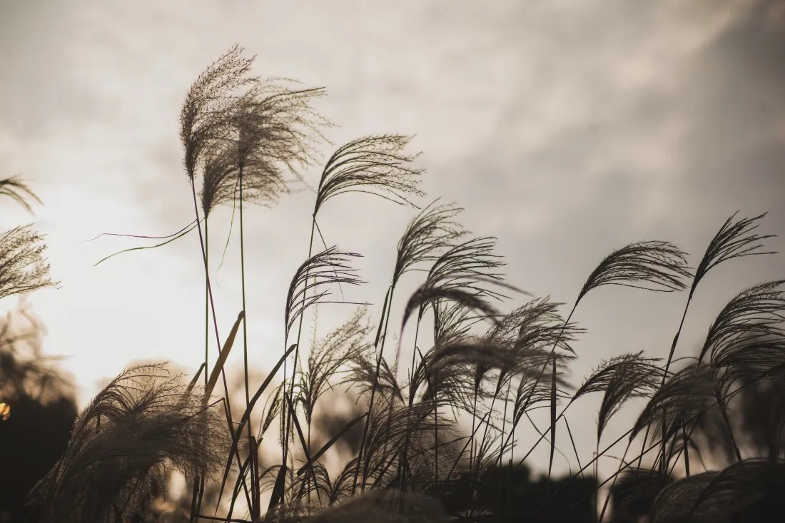 6k芦苇壁纸｜黄昏背景图片 - 秋天微风「哲风壁纸」