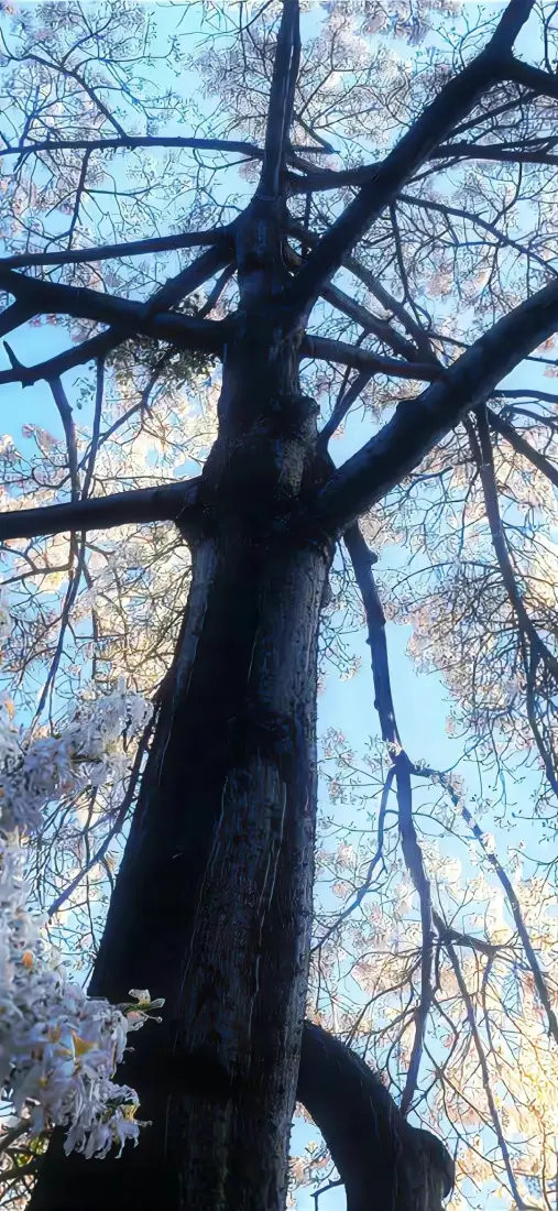 大树樱花手机壁纸｜自然风景背景图片 - 春日晴空「哲风壁纸」