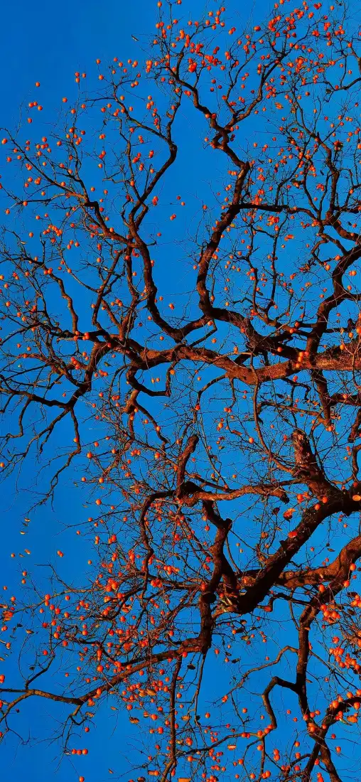 树枝蓝天手机壁纸｜红色枝叶背景图片 - 自然风景「哲风壁纸」