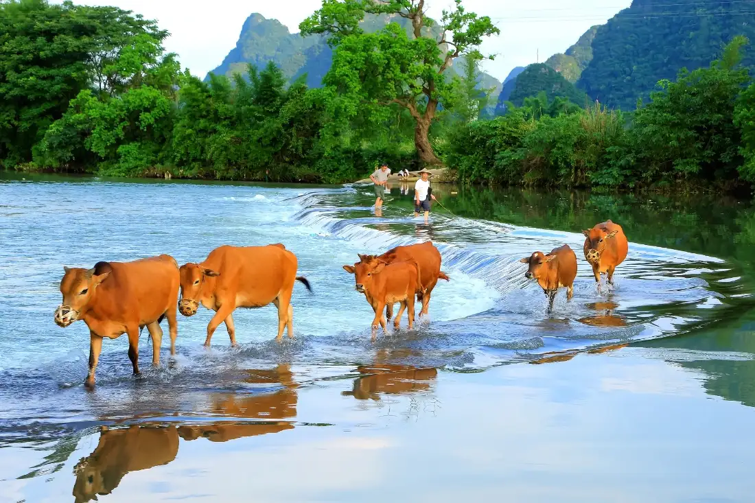 2k桂林山水壁纸｜自然风景背景图片 - 牛群河流绿树「哲风壁纸」