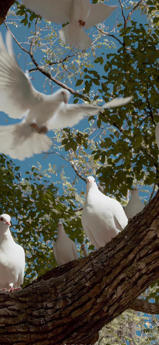 白鸽树枝手机壁纸｜蓝天背景图片 - 和平鸽「哲风壁纸」