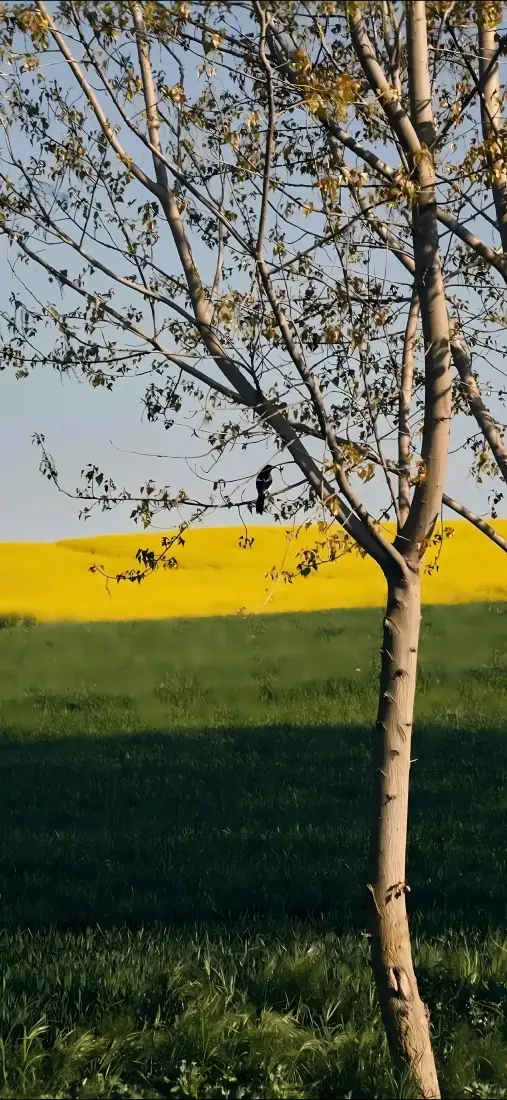 自然风景手机壁纸｜草地田野背景图片 - 简约清新「哲风壁纸」