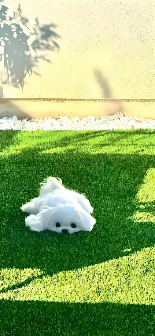 白色小狗手机壁纸｜绿色草地背景图片 - 阳光萌宠「哲风壁纸」