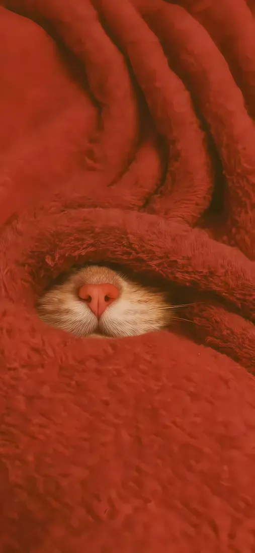 小猫鼻子手机壁纸｜红色毯子背景图片 - 萌宠「哲风壁纸」