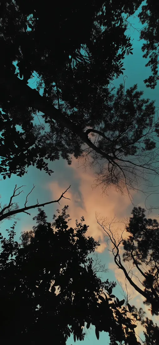 自然风景手机壁纸｜晚霞背景图片 - 树枝树木黄昏「哲风壁纸」