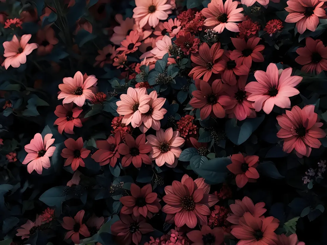 2k红色花朵壁纸｜深色背景图片 - 自然风景「哲风壁纸」