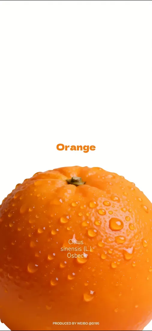 橙子手机壁纸｜水滴背景图片 - 清新水果「哲风壁纸」