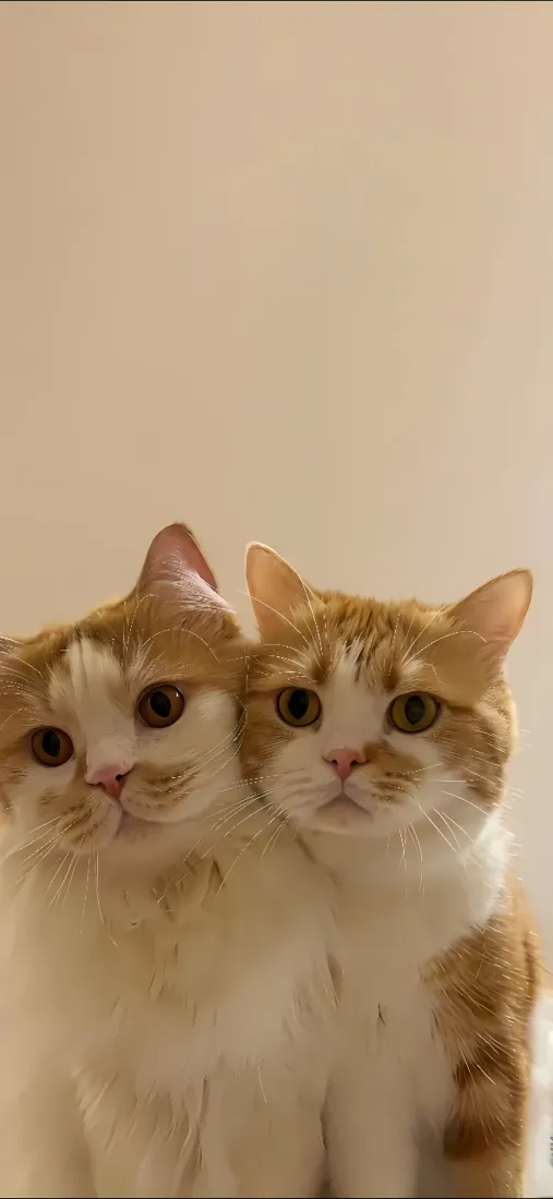 可爱橘猫双猫手机壁纸｜浅黄背景图片 - 温馨伙伴「哲风壁纸」