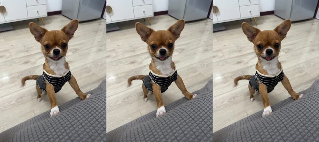 2k吉娃娃壁纸｜室内背景图片 - 可爱萌宠「哲风壁纸」