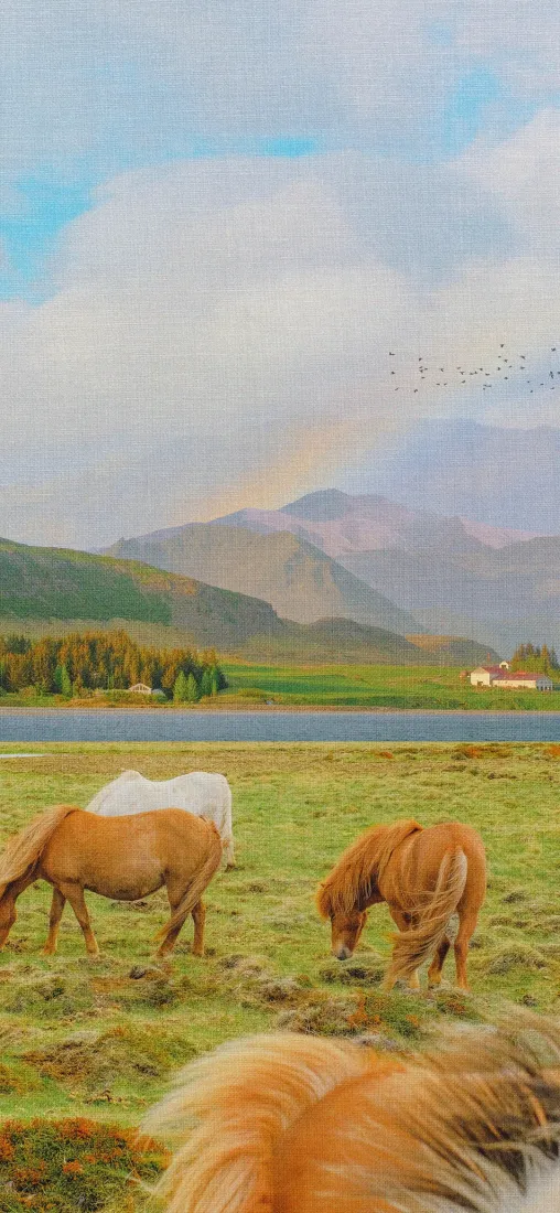 草原手机壁纸｜自然背景图片 - 马匹 彩虹 山峰「哲风壁纸」