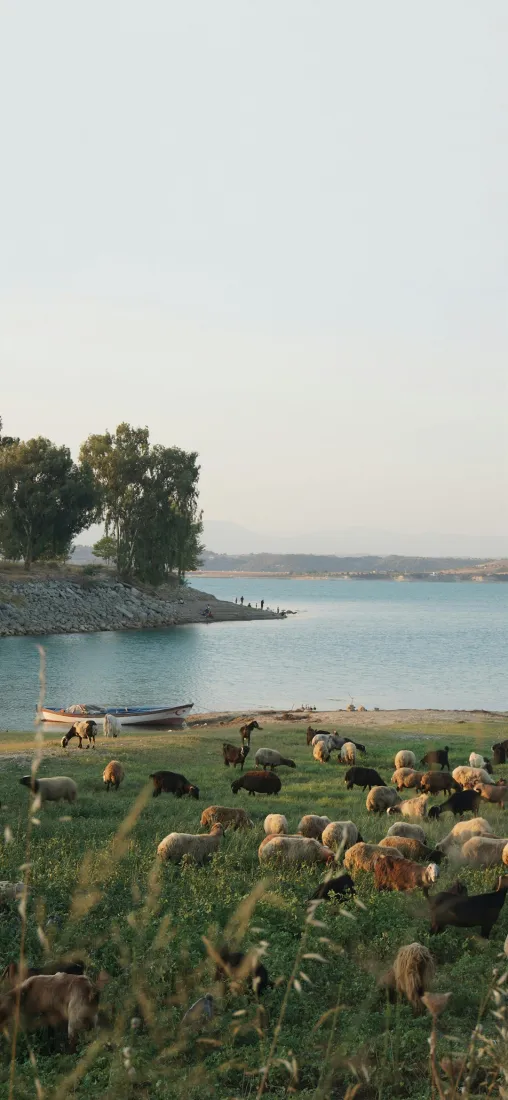 草原牛群手机壁纸｜湖泊背景图片 - 自然风光「哲风壁纸」