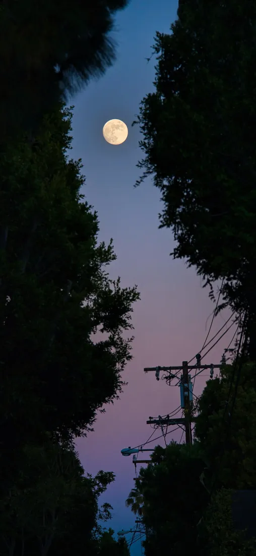月夜手机壁纸｜自然风景背景图片 - 月亮天空树木「哲风壁纸」