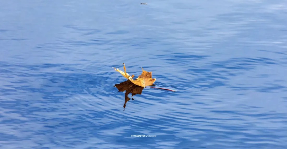 2k枫叶壁纸｜湖水背景图片 - 秋景落叶波纹「哲风壁纸」
