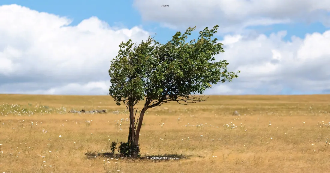 2k草原孤树壁纸｜自然风景背景图片 - 蓝天白云「哲风壁纸」