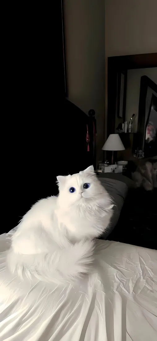 白色小猫手机壁纸｜ins风背景图片 - 居家萌宠「哲风壁纸」